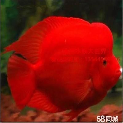 觀賞魚的價(jià)錢高（觀賞魚養(yǎng)殖技術(shù)觀賞魚的價(jià)格在10元/30元一條） 球鯊魚 第2張