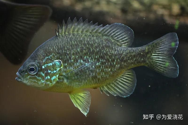 比較貴的小型觀賞魚（名貴觀賞魚的價(jià)格） 赤元素 第3張