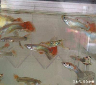 地?cái)傎u觀賞魚怎么樣（地?cái)傎u觀賞魚的注意事項(xiàng)） 龍魚芯片掃碼器 第2張