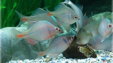 觀賞魚(yú)app排行（魚(yú)樂(lè)圈、龍巔觀賞魚(yú)、魚(yú)友之家、魚(yú)樂(lè)圈、魚(yú)樂(lè)圈、魚(yú)樂(lè)圈、魚(yú)樂(lè)圈） 白子銀版魚(yú) 第1張