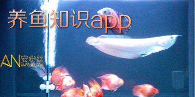 觀賞魚(yú)app排行（魚(yú)樂(lè)圈、龍巔觀賞魚(yú)、魚(yú)友之家、魚(yú)樂(lè)圈、魚(yú)樂(lè)圈、魚(yú)樂(lè)圈、魚(yú)樂(lè)圈） 白子銀版魚(yú) 第2張