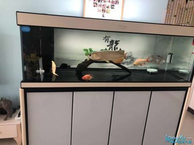 愛龍仕魚缸（愛龍仕-愛龍仕魚缸怎么樣） 薩伊藍魚 第2張