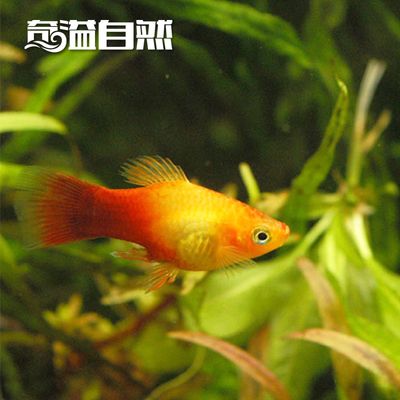 紅黑觀賞魚（紅黑觀賞魚是一種色彩鮮艷、極具觀賞價(jià)值的觀賞魚的組合） 量子養(yǎng)魚技術(shù) 第1張