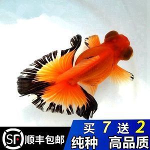 紅黑觀賞魚(yú)（紅黑觀賞魚(yú)是一種色彩鮮艷、極具觀賞價(jià)值的觀賞魚(yú)的組合）