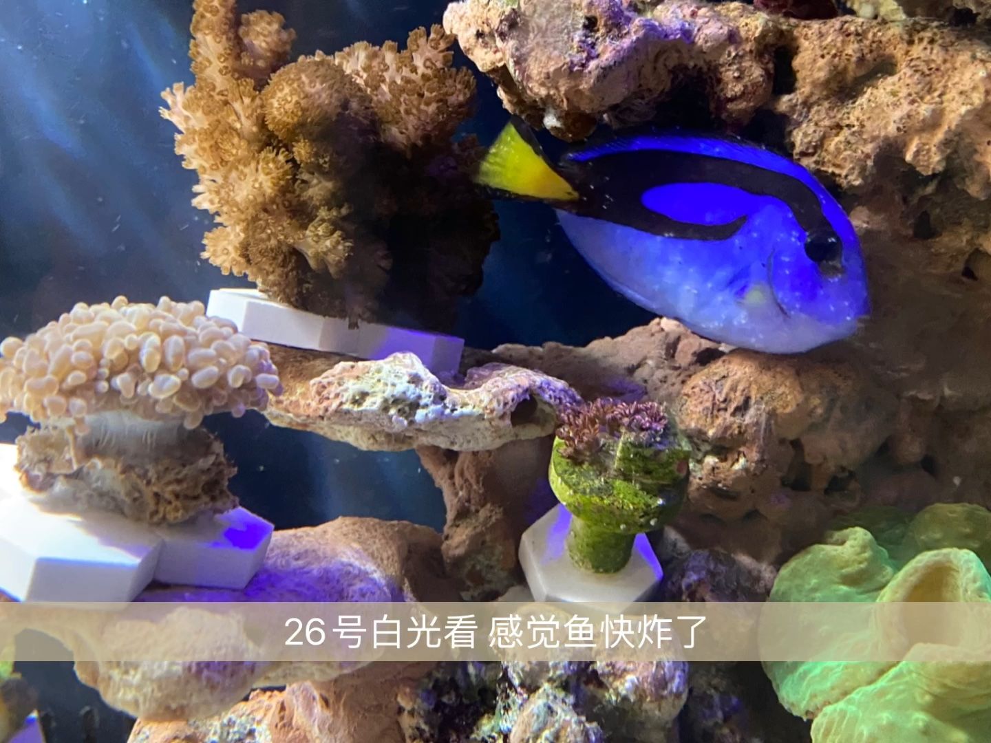 海水缸白點病銅藥（海水缸白點病如何防治） 錦鯉魚百科 第3張