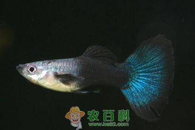 觀賞海魚怎么養(yǎng)（養(yǎng)觀賞海魚的基本方法和注意事項） 帝王三間魚 第3張