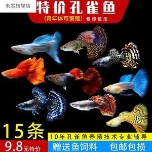 淡水大型觀賞魚種類及圖鑒（淡水觀賞魚的起源與演變） 粗線銀版魚 第3張