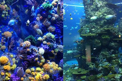 廣州哪里有水族館（廣州水族館廣州海洋館門票/開放時間一覽） 稀有紅龍品種 第4張