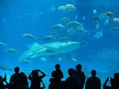 廣州哪里有水族館（廣州水族館廣州海洋館門票/開放時間一覽） 稀有紅龍品種 第3張