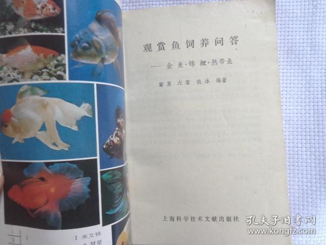 觀賞魚文獻（2018-10-31觀賞魚養(yǎng)殖技術） 女王大帆魚苗 第4張