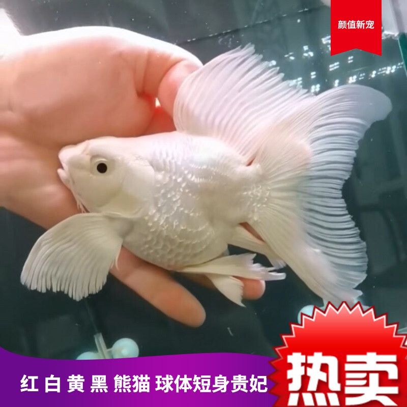 短身蝴蝶鯉魚（短身蝴蝶鯉與其他品種的區(qū)分方法）