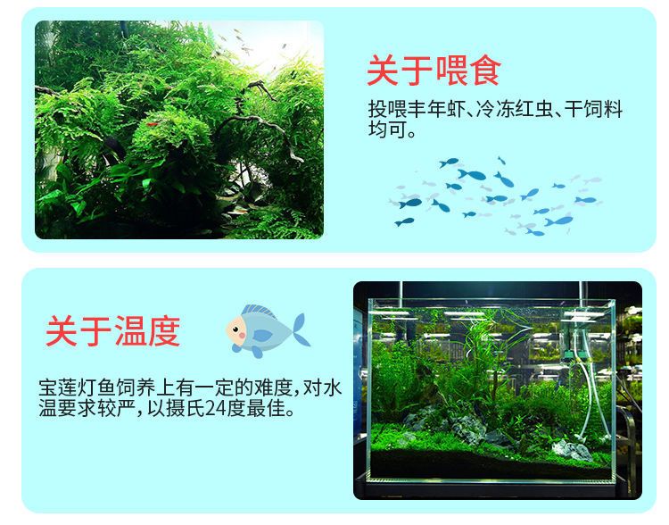 觀賞魚只喂豐年蝦好嗎（觀賞魚只喂豐年蝦并不是一個(gè)理想的喂食方案，它并不是一個(gè)理想的喂食方案） 吉印水族 第4張