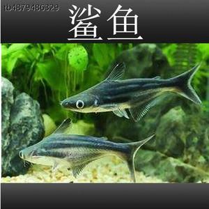 觀賞魚像小鯊魚（觀賞魚中的“鯊魚”并不是真正的鯊魚而是其他魚類科目的觀賞魚）