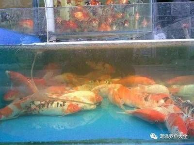 觀賞魚的養(yǎng)殖方法和注意事項觀賞魚多少時間換回水（觀賞魚養(yǎng)殖觀賞魚換水頻率的一些建議，觀賞魚養(yǎng)殖技巧） 除藻劑 第1張