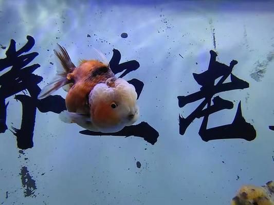 非洲觀賞魚(yú)低溫會(huì)死嗎（冬季養(yǎng)魚(yú)技巧大揭秘） 丹頂錦鯉魚(yú) 第1張