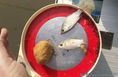 觀賞魚餌料可以釣鯽魚嗎（自制鯽魚餌料的技巧） 南美異型魚 第2張