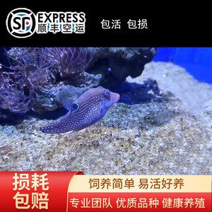 觀賞魚能發(fā)快遞嗎怎么寄（寄送觀賞魚的注意事項） 水族世界 第3張