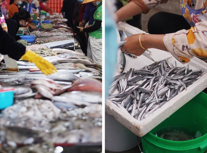 海南水族批發(fā)市場在哪里（海南水產(chǎn)品批發(fā)市場） 錦鯉魚百科 第4張