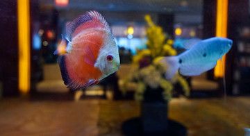 海水觀賞魚(yú)有哪些（海水觀賞魚(yú)的種類繁多） 大白鯊魚(yú) 第3張