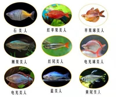 觀賞魚什么品種最漂亮（最具觀賞價(jià)值的幾種觀賞魚） 水族維護(hù)服務(wù)（上門） 第1張