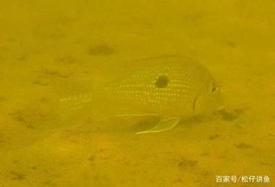 本地野生觀賞魚(yú)（四川宜賓野生觀賞魚(yú)） 野生地圖魚(yú) 第3張