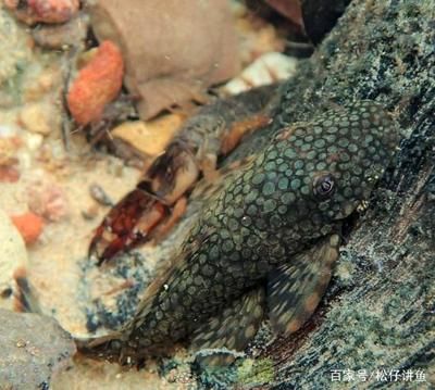 本地野生觀賞魚(yú)（四川宜賓野生觀賞魚(yú)） 野生地圖魚(yú) 第4張