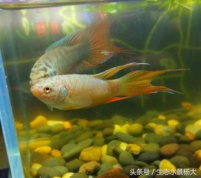 觀賞魚進(jìn)口到中國需要哪些文件（國際貿(mào)易法規(guī)概覽了解國際貿(mào)易法規(guī)對(duì)于進(jìn)出口業(yè)務(wù)至關(guān)重要） 哥倫比亞巨暴魚苗 第4張