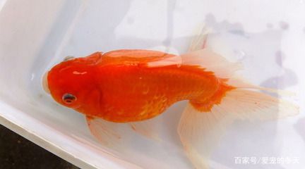 紅色眼睛的觀賞魚是什么魚（大眼睛紅色魚是什么？） 造景/裝飾 第2張