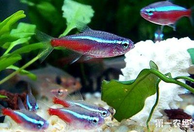 紅綠燈魚(yú)繁殖周期（紅綠燈魚(yú)的繁殖周期） 水族用品 第1張