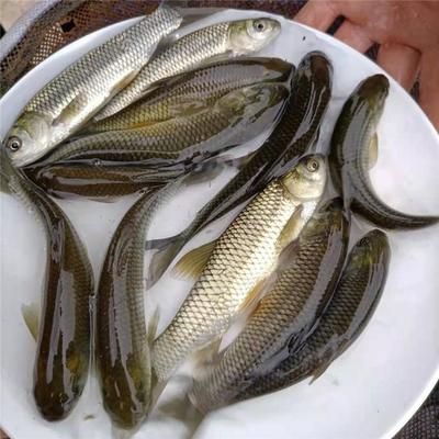 草魚價(jià)格（草魚價(jià)格因地區(qū)、規(guī)格和市場(chǎng)供需等因素而有所不同）