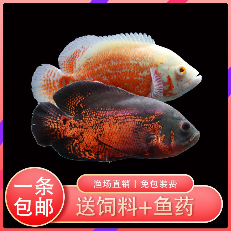 大型白色觀賞魚有哪些種類的品種（大型白色觀賞魚的種類及種類） 水族用品 第4張