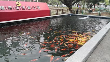 公園的觀賞魚可以釣走嗎（不讓釣魚屬于誰管？） 魚缸百科 第4張