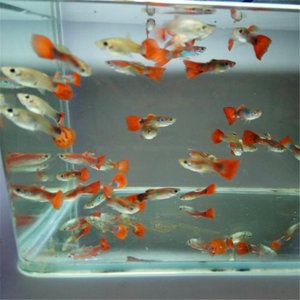 北方淡水觀賞魚排行榜（北方淡水觀賞魚排行榜北方適合養(yǎng)殖的淡水觀賞魚排行榜） 紅化白子銀龍 第4張