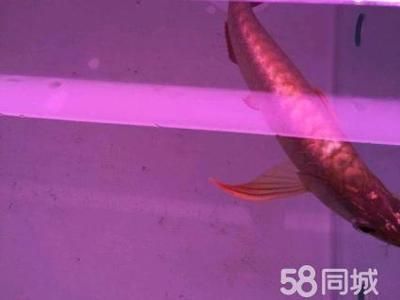 皇冠虹魚多少一條（如何鑒別皇冠虹魚的品質(zhì)） 黑云魚 第2張