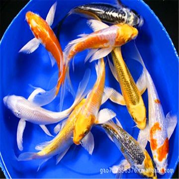 飛鳳魚苗（南美洲水域生態(tài)揭秘飛鳳魚原產(chǎn)于南美洲亞馬遜河中部和西部支流）