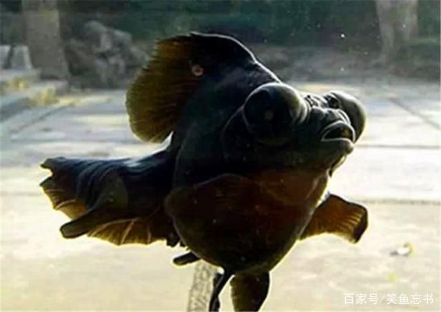 好動(dòng)的觀賞魚(yú)（好動(dòng)的觀賞魚(yú)有哪些特點(diǎn)）