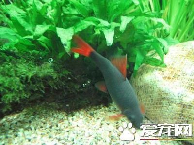 紅尾皇冠魚(yú)能和什么魚(yú)混養(yǎng)（紅尾皇冠魚(yú)和什么魚(yú)混養(yǎng)） 紅老虎魚(yú) 第1張