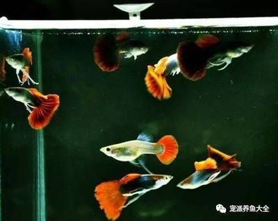 觀賞魚仰泳是為什么（觀賞魚為什么會仰泳？） 巨骨舌魚 第3張