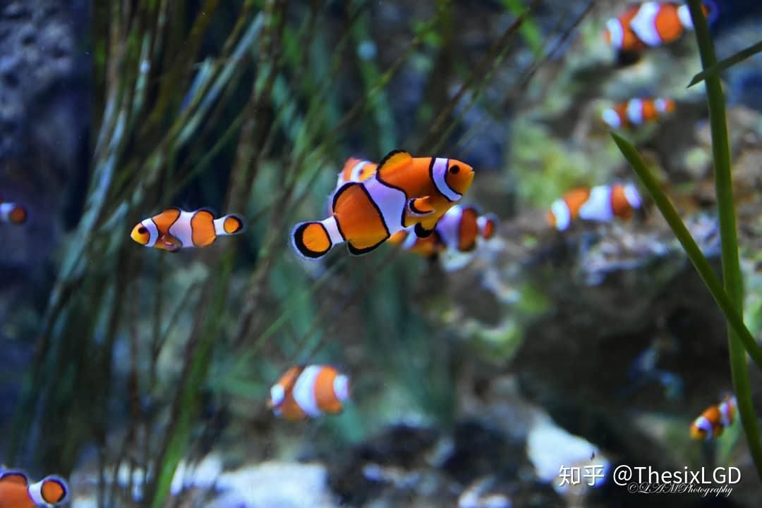 觀賞魚海魚和淡水魚那樣好（海魚與淡水魚的區(qū)別）