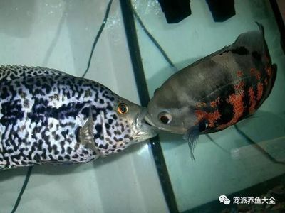 紅老虎魚詳細資料（panaqolus(亞皇冠豹屬)老虎魚毒腺虎魚）