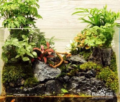 觀賞魚池怎么除青苔（觀賞魚池中的青苔會影響水質(zhì)和觀賞效果因此需要定期清理）