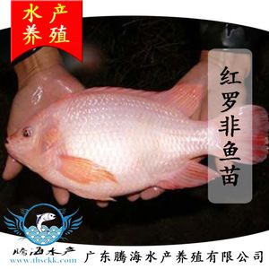 廣東觀賞魚鑒定機構（廣東觀賞魚價值評估） 紅龍魚魚糧飼料 第3張