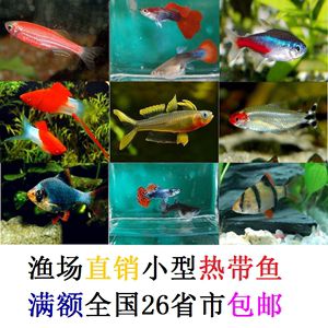 好看的熱帶淡水觀賞魚（熱帶淡水觀賞魚） 則道紅龍 第4張