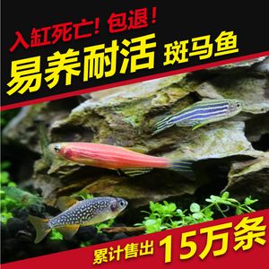 觀賞魚能不能混養(yǎng)河魚（混養(yǎng)觀賞魚和河魚混養(yǎng)的傳統(tǒng)和現(xiàn)代趨勢可行嗎） 暹羅巨鯉 第1張