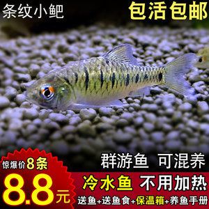 觀賞魚能不能混養(yǎng)河魚（混養(yǎng)觀賞魚和河魚混養(yǎng)的傳統(tǒng)和現(xiàn)代趨勢可行嗎） 暹羅巨鯉 第3張