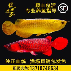 黃金龍魚價格走勢圖分析最新（2024年6月23日黃金龍魚價格行情_走勢） 龍魚百科 第3張