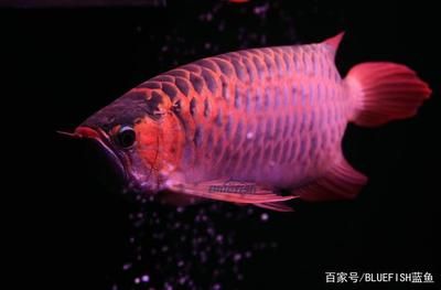 紅龍魚種類（紅龍魚品種分類介紹紅龍魚有什么品種怎么區(qū)分）