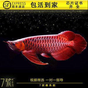 純血紅龍魚價格走勢圖最新（純血紅龍魚價格走勢圖）