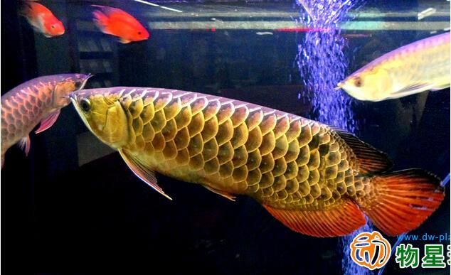 動物金龍魚（金龍魚屬于野生保護動物嗎）