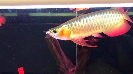 動物金龍魚（金龍魚屬于野生保護動物嗎）